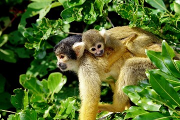 A squirrel monkey clings to a branch amidst lush green leaves in Bolivia. The monkey's fur is a mix of yellow and brown, and it is surrounded by vibrant foliage, highlighting its natural habitat.