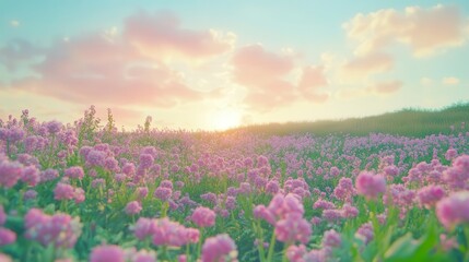 Obraz premium idyllic summer meadow filled with blooming pink wildflowers, bathed in morning sunlight with lilac bushes and soft pink clouds adorning the blue sky above