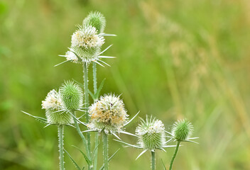 wild plants. prickly plants and flowers photos.