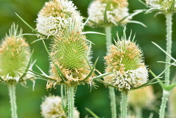 wild plants. prickly plants and flowers photos.