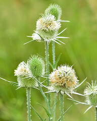 wild plants. prickly plants and flowers photos.