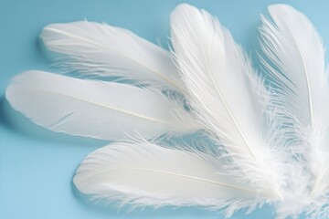 Obraz premium Image of three white feathers lying on a blue surface, suitable for use in editorial or design contexts