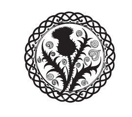 Scottish thistle vector line art in Celtic style flower 