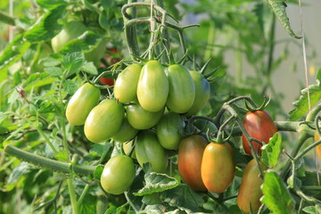 bunches of tomatoes on a branch in a greenhouse