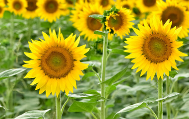 yellow flowers, agricultural products. photos of sunflowers.