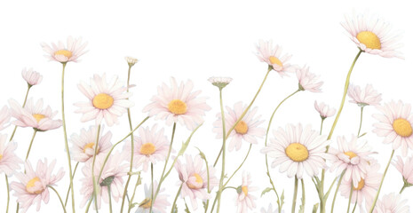 Fototapeta premium PNG Daisies backgrounds outdoors blossom.