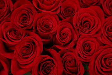 Beautiful red roses as background, closeup. Floral decor