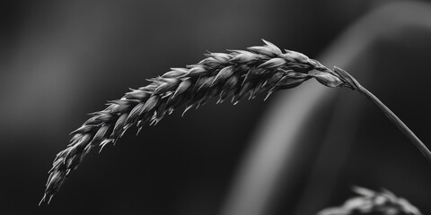 A close-up shot of a single stalk of wheat in black and white