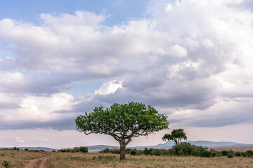 tree in the field Maasai Mara National Reserve is an area of preserved savannah wilderness in southwestern Kenya, along the Tanzanian border. Its animals include lions, cheetahs, elephants, zebras 