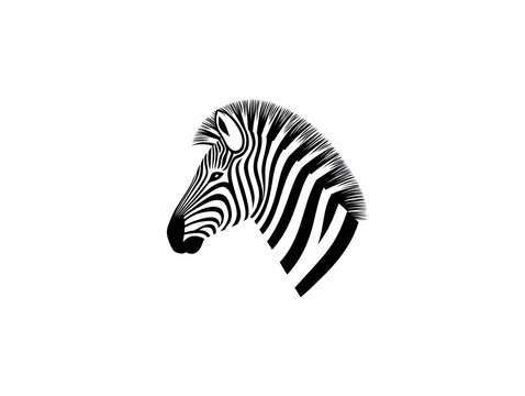 zebra isolated on white