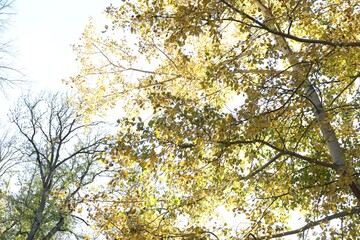 Beautiful trees with yellow leaves against sky, view from below