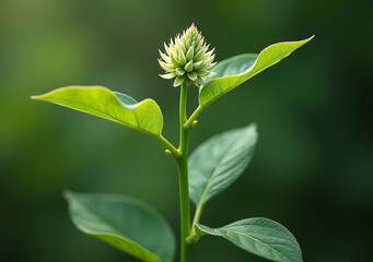 Obraz premium plant unique species distinctive characteristics adaptations