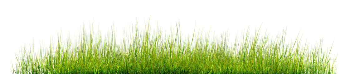 Obraz premium The green grass stands outdoors against a white background.