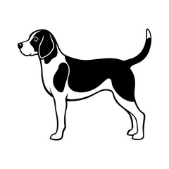 beagle dog isolated on white