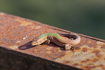 European green lizard resting on a rusty metal beam on a sunny day