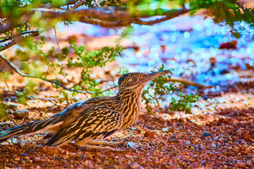 Roadrunner in Desert Habitat at Golden Hour Low Angle Perspective