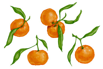 Set of colorful juicy citrus fruits of mandarin with green leaves. Vector graphics.