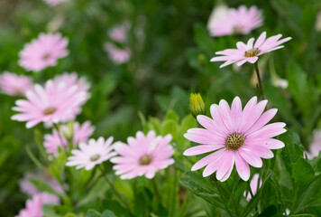 various garden flowers, various daisies