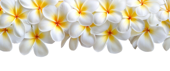 PNG Tropical white plumeria flowers border