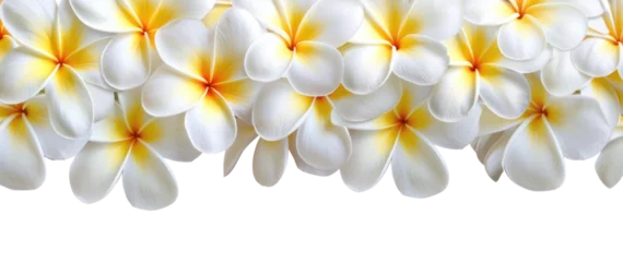 Selbstklebende Fototapeten PNG Tropical white plumeria flowers border © Rawpixel.com