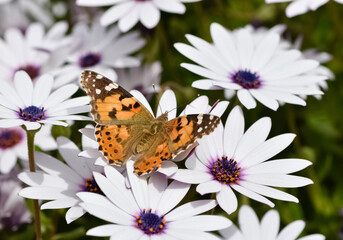 various garden flowers, various daisies