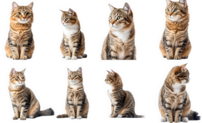 a collection of eight a tabby cat in various poses. all against a clean transparent background the cat is sitting. facing different directions. and looking at the camera