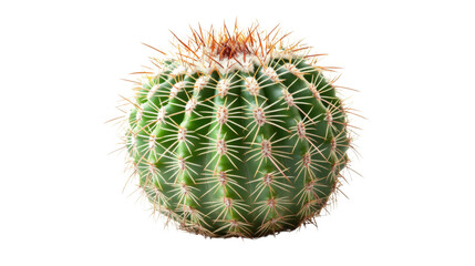 Obraz premium Cactus, transparent background