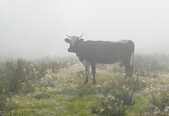 A speckled cow grazes in a pasture in the fog