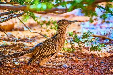 Roadrunner in Desert Refuge Moapa Valley Eye-Level View