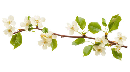Obraz premium Blossoming tree branch, transparent background