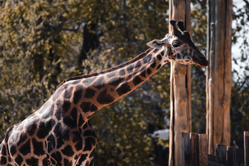 A giraffe's long neck stretches out towards the trees. © SCTProjects