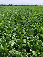 Crop of sugar beet in July, Lincolnshire, England, United Kingdom