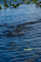 alligator in the water