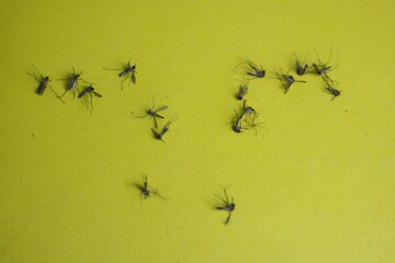 dead mosquito isolated on yellow background