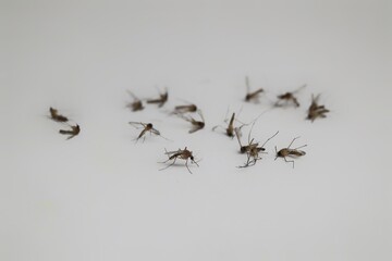 dead mosquito isolated on white background