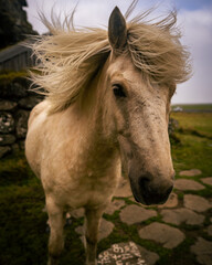 Naklejka premium portrait of a horse