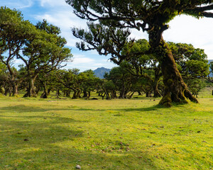 landscape with trees madeira