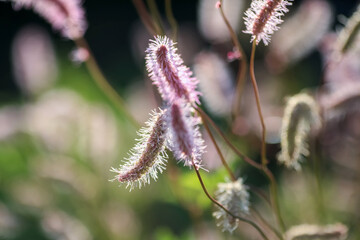 Blooming plant Sanguisorba Obtusa