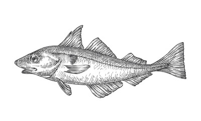 Fish Vintage Sketch Drawing. Hand Drawn Engraving Style Ocean Haddock Silhouette. Retro Vector Seafood Ink Etching Outline Marine Catch Creature Illustration. Isolated