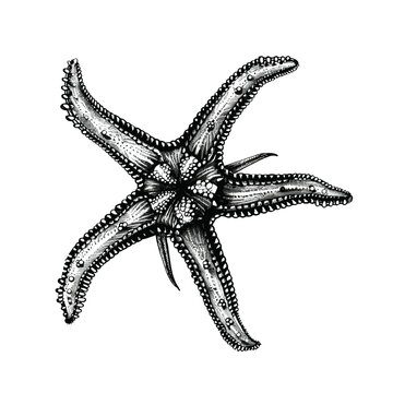 Hand-Drawn Sketch Starfish Illustration Featuring Detailed Lines and Artistic Design, Perfect for Marine and Coastal Themes