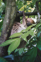 Fototapeta premium Calm Sloth