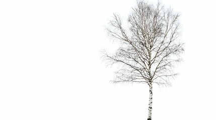 Fototapeta premium A tall birch tree standing isolated against a pure white background -