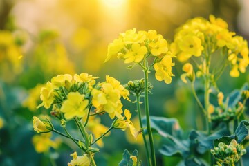Obraz premium Brassica Nigra. Mustard Plant with Medicinal Properties in Autumn Season