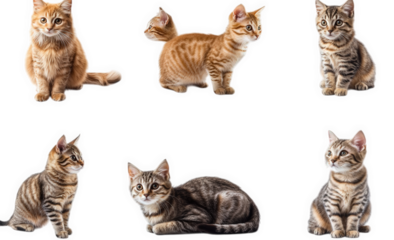 six adorable cats of different breeds and colors are sitting and lying down on a transparent background each cat is looking at the camera with curious and playful expressions