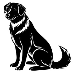 black labrador retriever