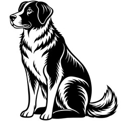 black labrador retriever dog