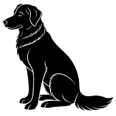 black labrador retriever