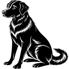 black labrador retriever dog