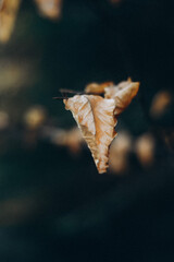 Autumn leaves on the branch