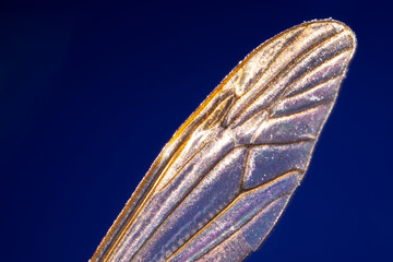 1 transparent mosquito wing with visible veins under a blue background